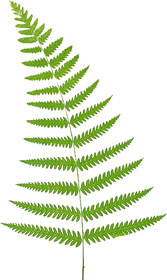 Fern Vector Leaf - Transparent Background Fern Clipart (575x948), Png Download