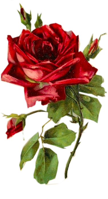 P Clipart Red Rose - Trajes Tipicos De Italia Tarantela (379x700), Png Download