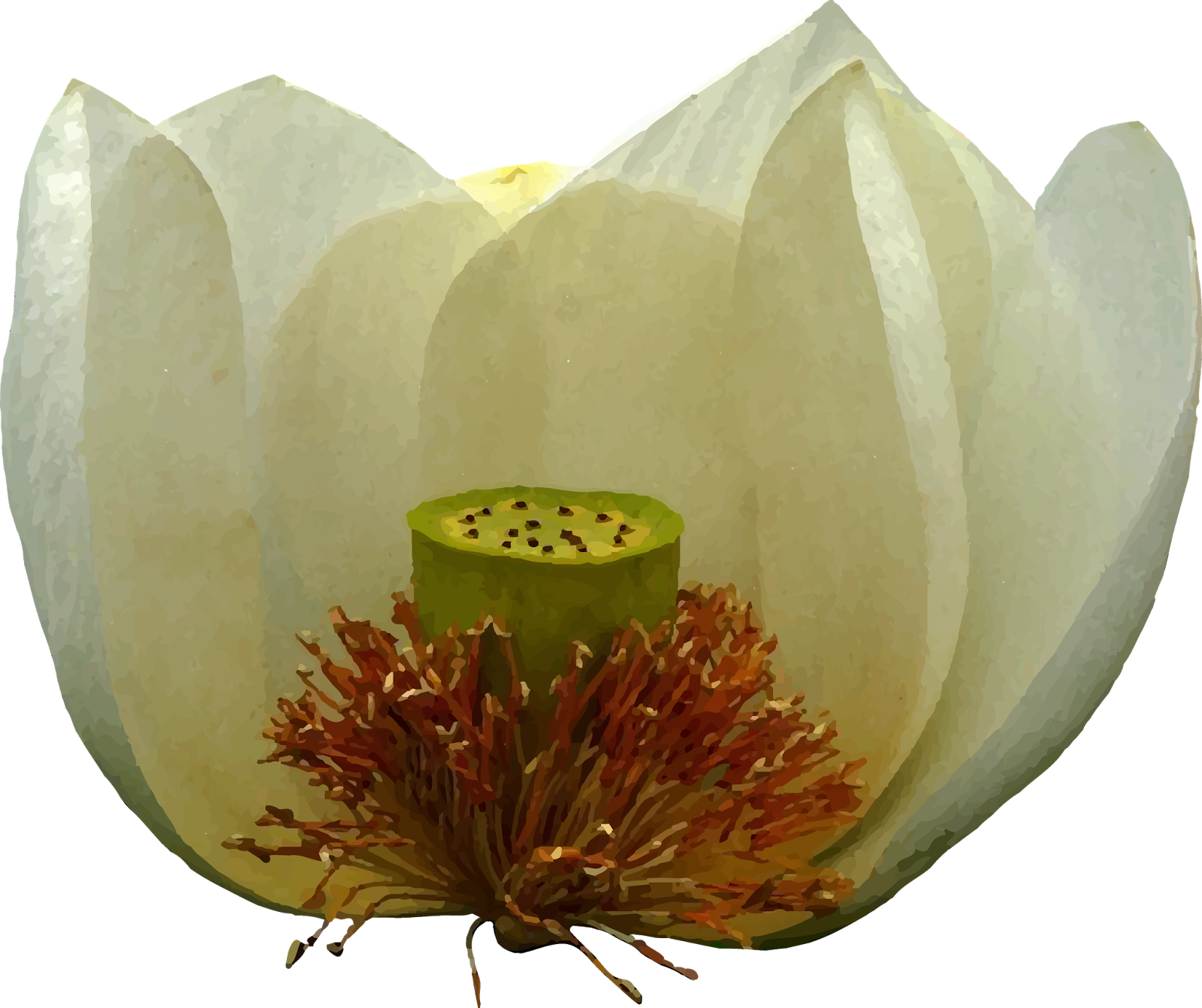A White Lotus - Sacred Lotus (1600x1342), Png Download