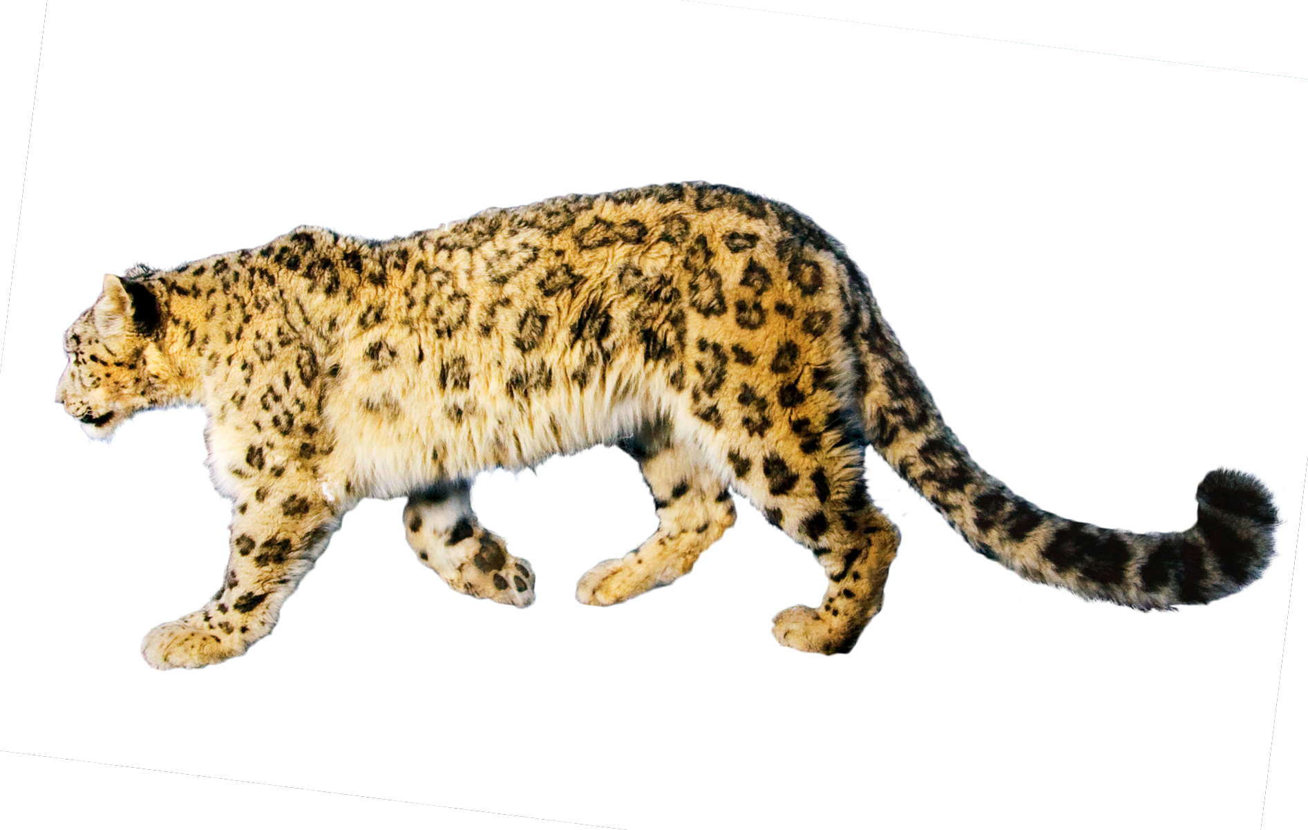 Jaguar Free Download Png - Portable Network Graphics (1893x1201), Png Download