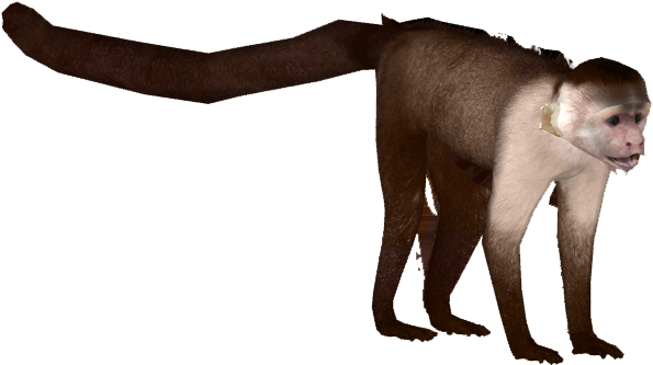 Monkey Clip Library Download - Zoo Tycoon 2 Capuchin (594x594), Png Download