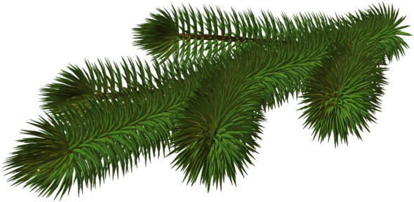 0, - Christmas Tree Branch Png (600x297), Png Download