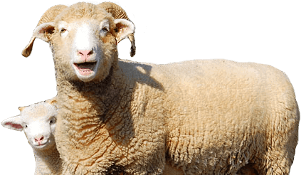 Horned Dorset Sheep - Square Image Ewe And Lamb Note Cards (pk Of 20) (446x288), Png Download