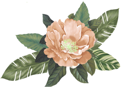 Peach Flower Background (1000x667), Png Download