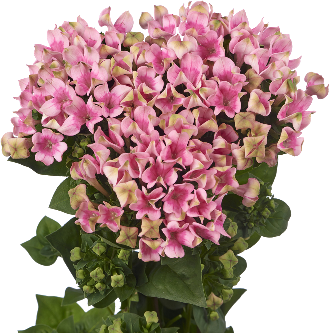 Bouvardia Crazy Pink (1200x1200), Png Download