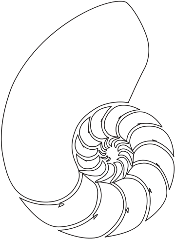 Nautilidae (800x745), Png Download