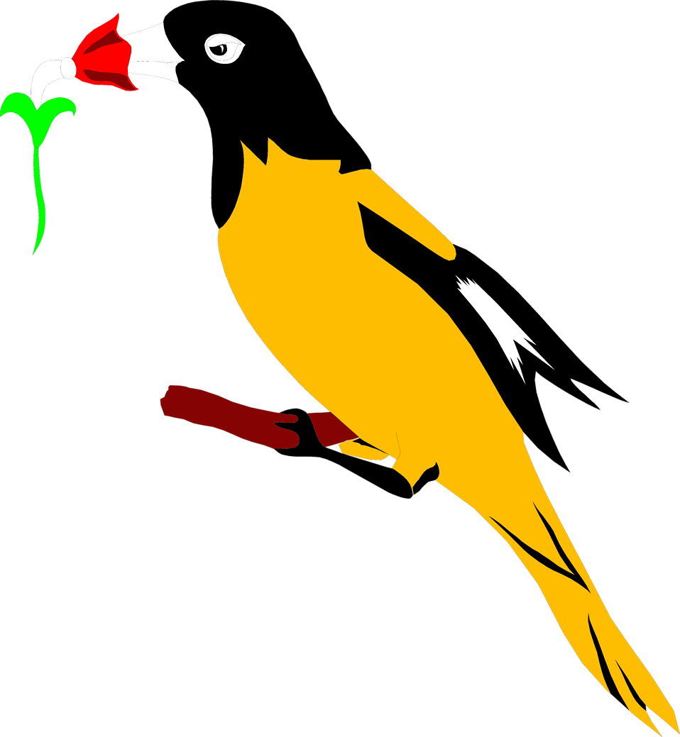 Oriole Clipart At Getdrawings - Oriole Bird Clipart (958x1039), Png Download