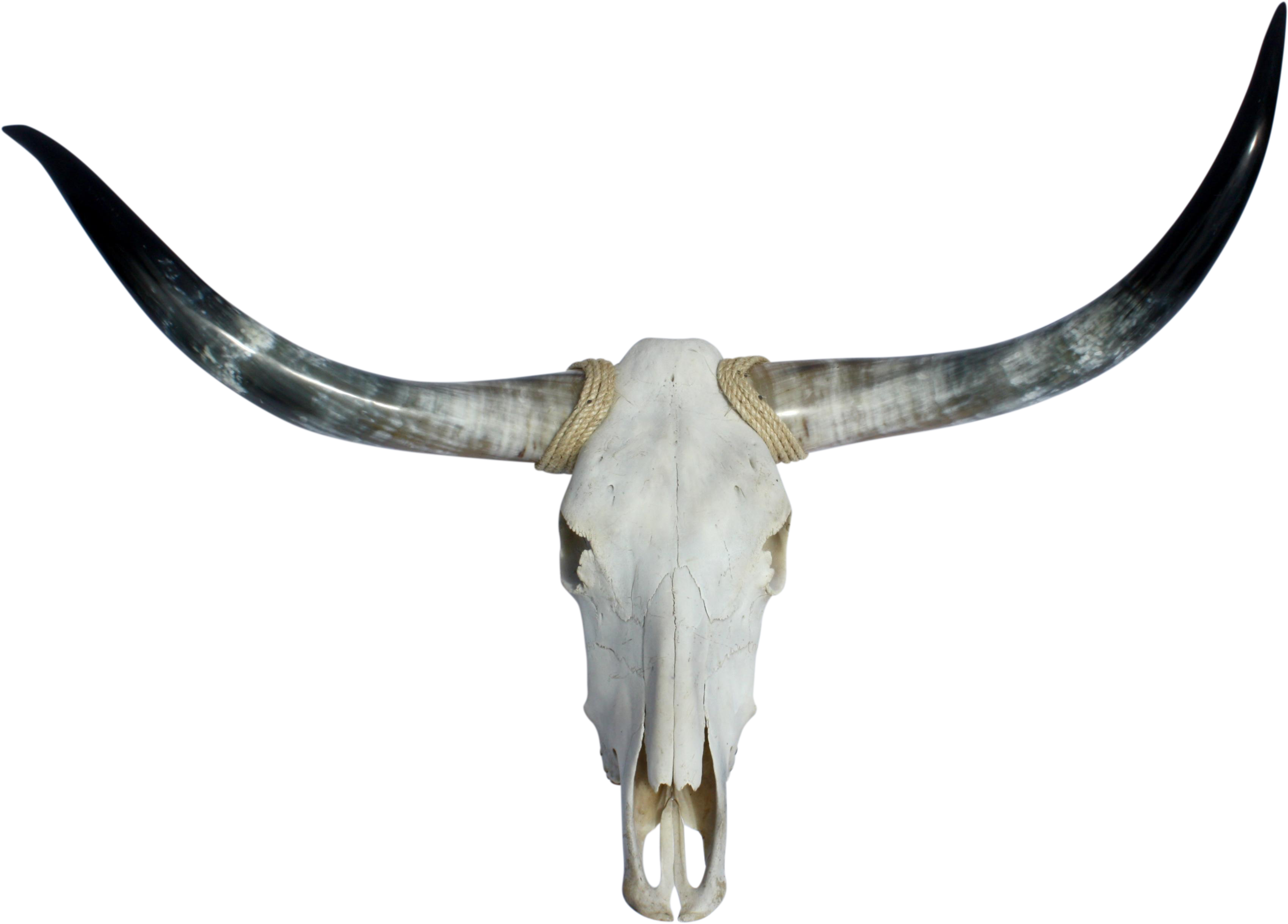 Texas Longhorns & Skull - Texas Longhorns Football (3766x2702), Png Download