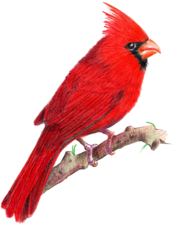 Tattoos Of Cardinal Birds - Red Blue Jay Birds (400x456), Png Download