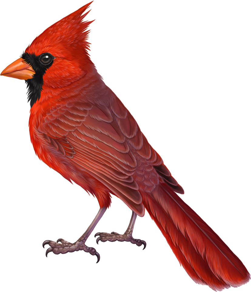 Cardinal Bird Png - Cardinal Drawing (828x964), Png Download