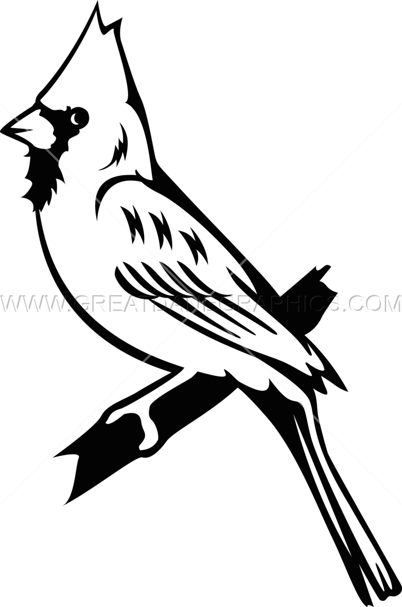 Bluejay Drawing Cardinal - Black And White Cardinal Clipart Transparent (825x1246), Png Download