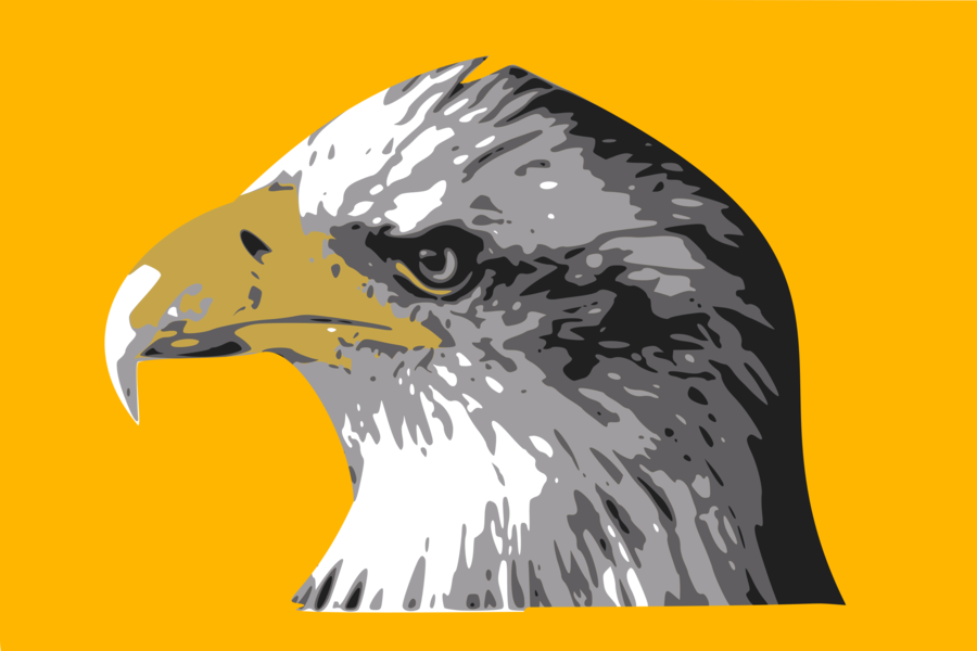 Bald Eagle Bird Hawk Drawing - Coque Apple Iphone 8 Tete D'aigle Royal (510x340), Png Download
