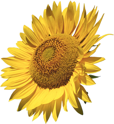 Sunflowers Calendar 2018: 16 Month Calendar (515x587), Png Download