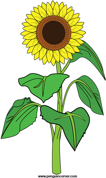 Sunflower Clipart Png - Clip Art Sunflower Plant (400x579), Png Download