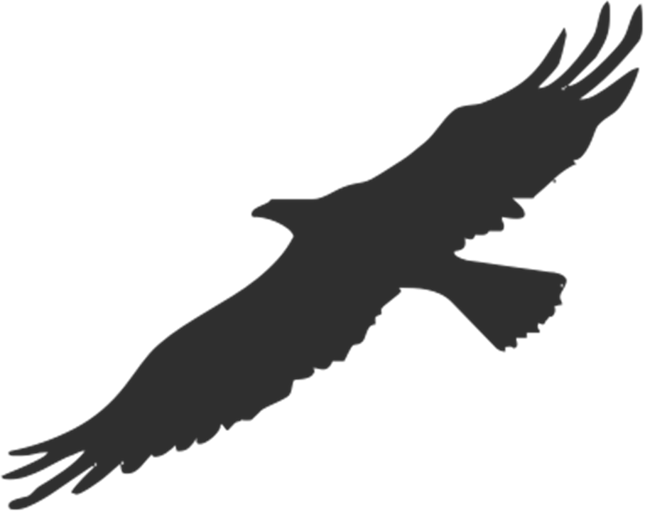 Eagle, Bird, Silhouette - Fågel Siluett (908x720), Png Download