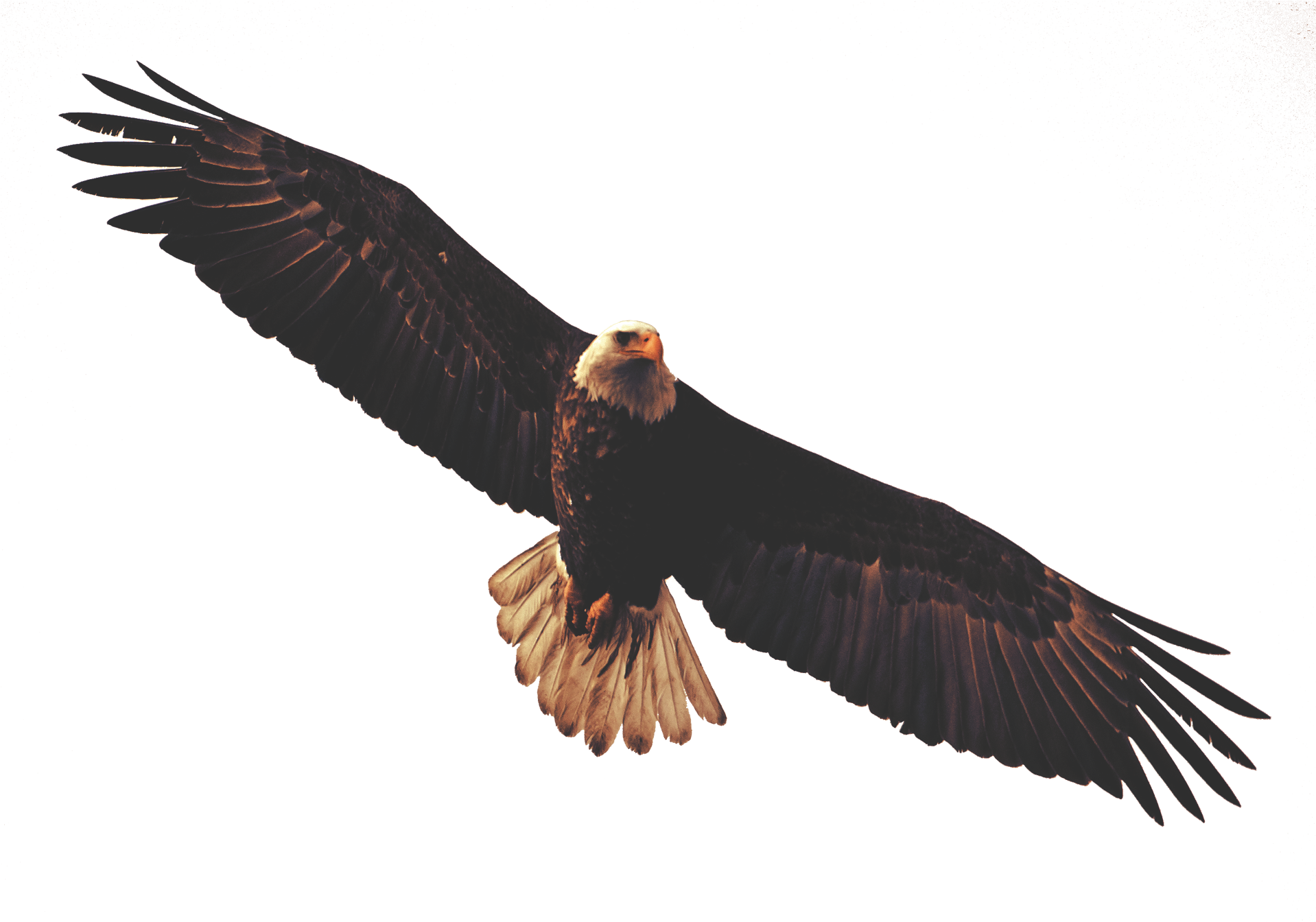 Golden Eagle Clipart Dead Eagle - Bald Eagle Sticker (1920x1563), Png Download