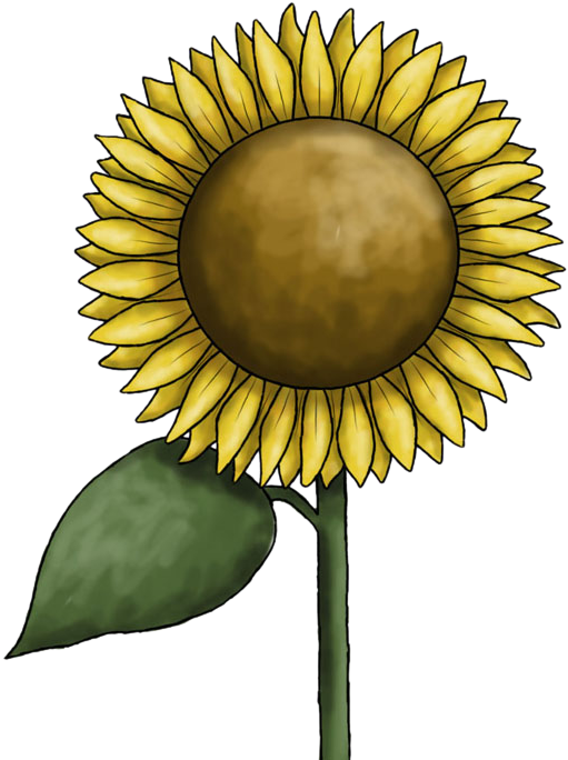 Sunflower Clipart Commercial Use - Sunflower Clipart (580x700), Png Download