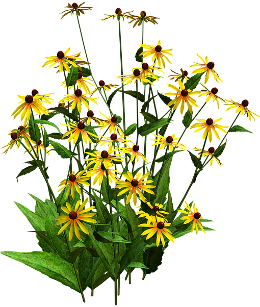 Sunflower Clipart Shrub - Black Eyed Susan Png (509x720), Png Download