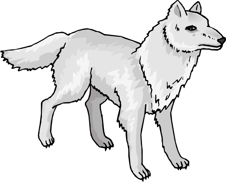 Head Clipart Arctic Wolf Pencil And In Color Head Clipart - Arctic Wolf Clipart (750x604), Png Download
