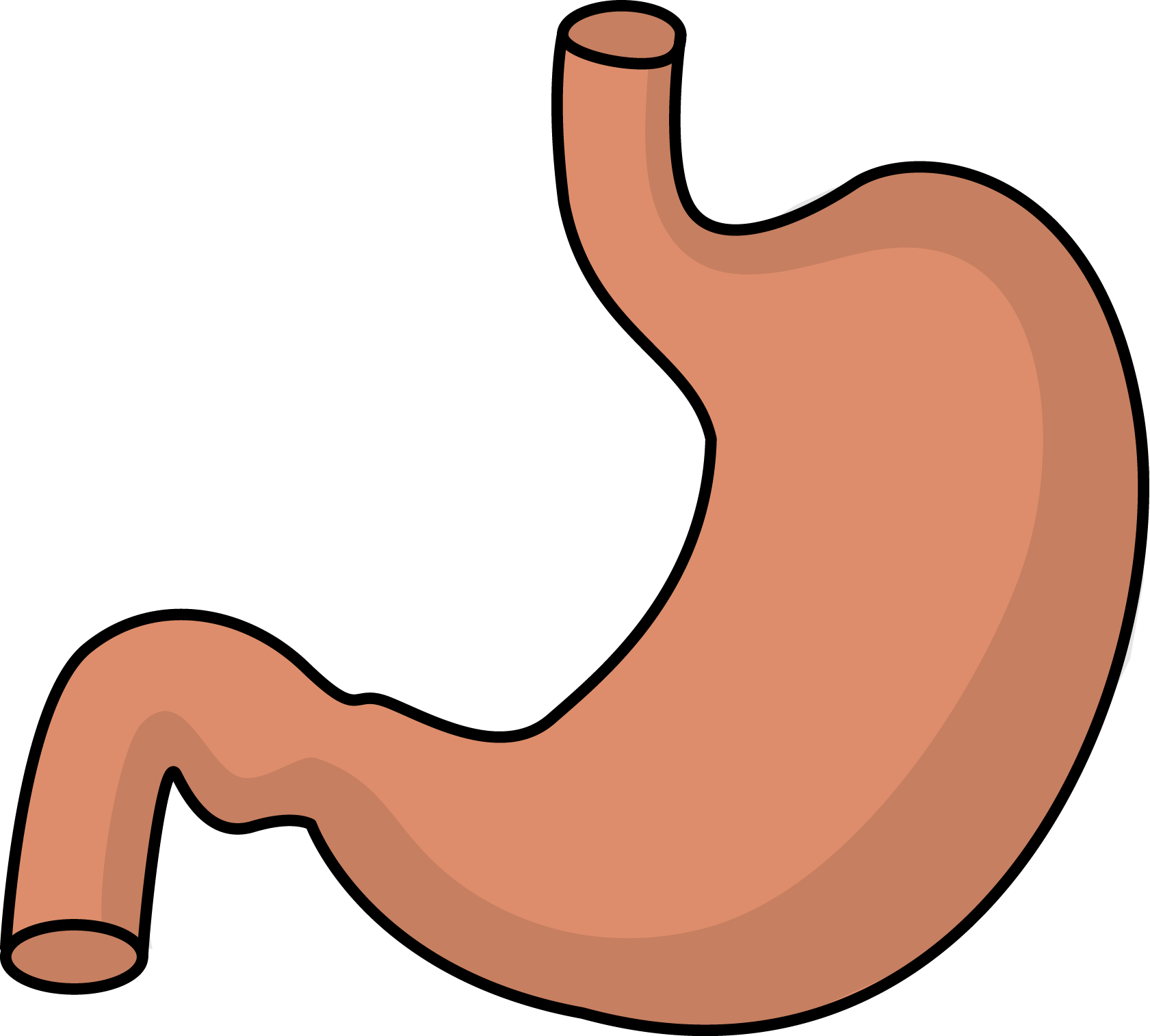 Download Body Systems At Getdrawings Com Free For - Stomach Clipart PNG  Image with No Background 