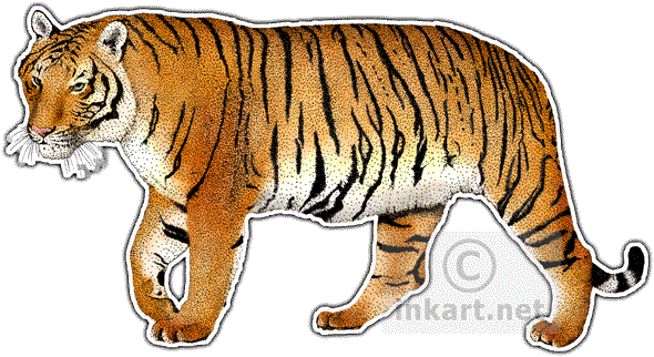 Collection Of Drawing High Quality Free - Indochinese Tiger Rectangle Magnet (590x322), Png Download