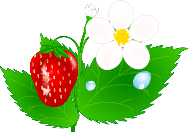Strawberry Flower Jh Clip Art At Clipart - Strawberry Plant Clip Art (600x422), Png Download