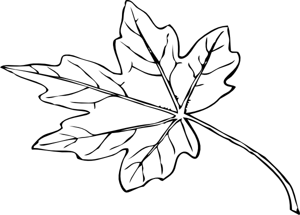 Fall Leaf Outline Png - Papaya Leaf Black And White (600x430), Png Download