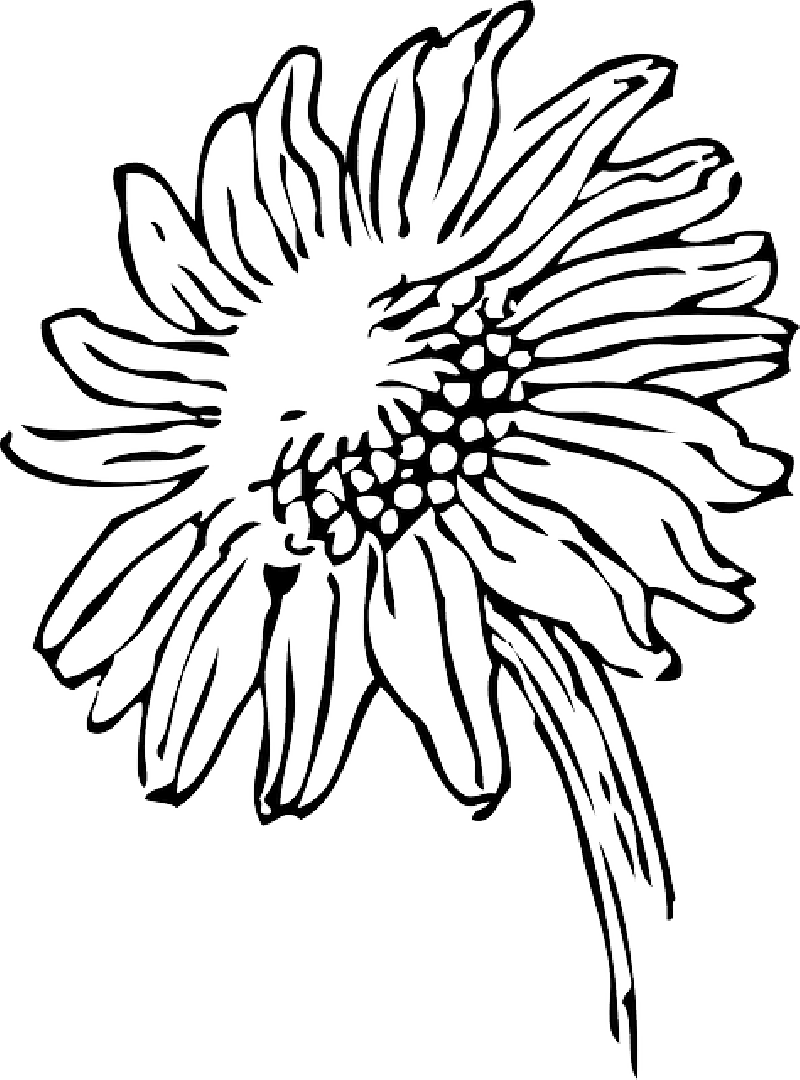 Mb Image/png - Sunflowers Clip Art Black And White (800x1080), Png Download