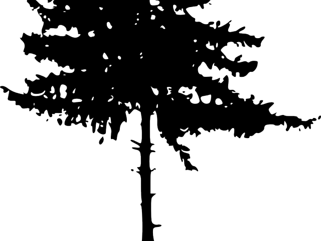 Pine Tree Clipart Transparent Background - Tree Silhouette Png (640x480), Png Download