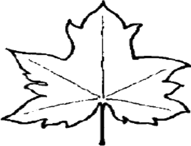 Leaf Outline Pictures Clipart Free To Use Clip Art - Leaf Outline Png File (643x490), Png Download