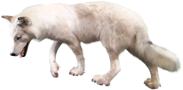 106 Arctic Wolf Clipart - Wolf With Clear Background (700x348), Png Download