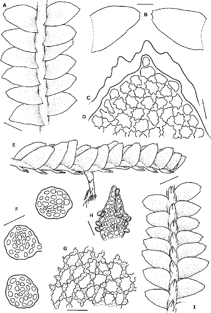 B - Leaves - C - Outline Of Leaf Apex, Showing Teeth - Leaf (750x1110), Png Download