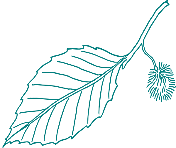 Beech Leaf Outline Clipart Autumn Leaf Color Clip Art - Leaf Tree Black And White Clipart (600x502), Png Download