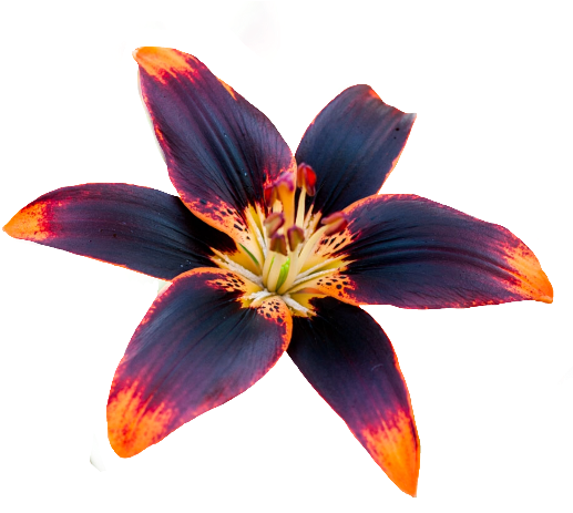 Iris (516x480), Png Download