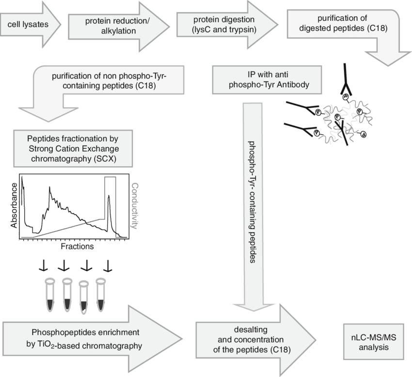 Outline Of The Phosphoproteomics Workfl Ow - Diagram (850x778), Png Download