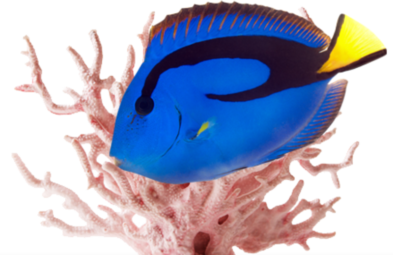 Our Beautiful Aquariums And Butterflies Also Create - Pink Coral (800x519), Png Download