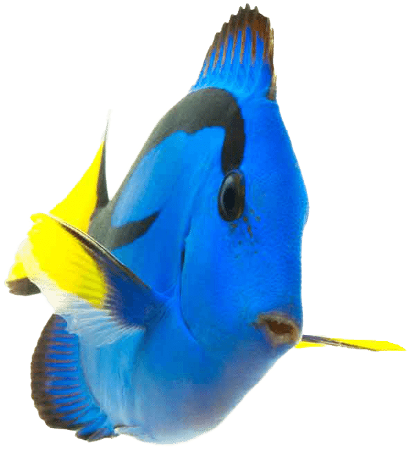 Fish - Coral Reef Fish Png (613x717), Png Download