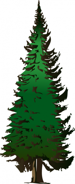 Pine Tree Png Clip Art - Fir Tree Clip Art (250x609), Png Download