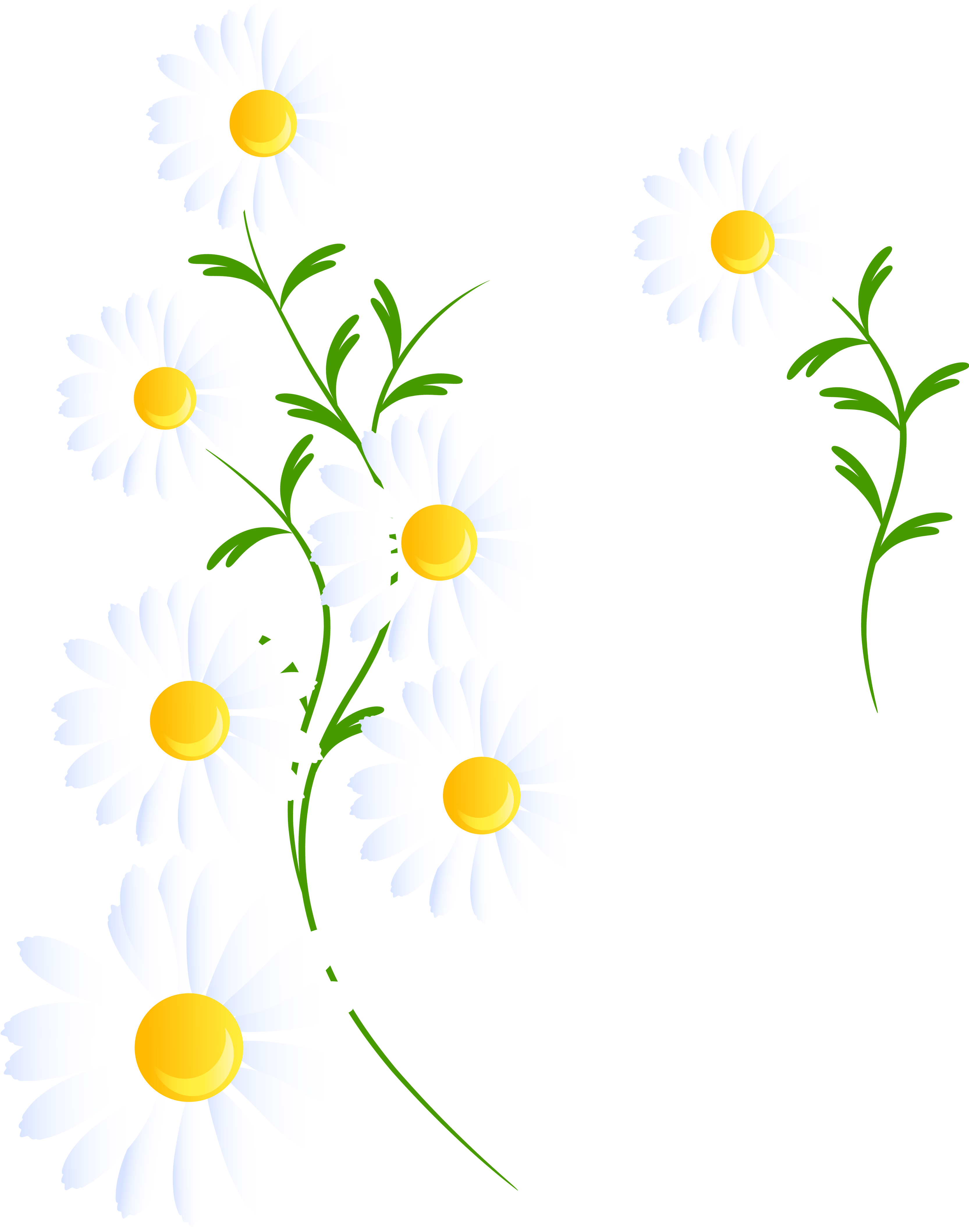 Transparent White Decoration Png - White Daisies Clipart Png (3584x4498), Png Download