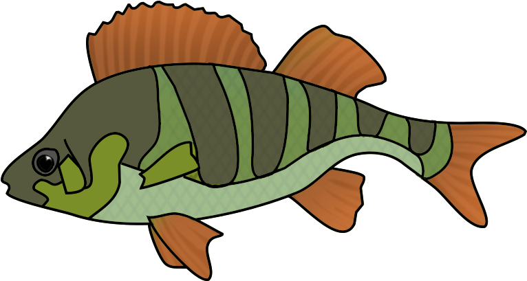 Collection Of School Of Tropical Fish Drawing High - Fish Drawing Png (793x430), Png Download