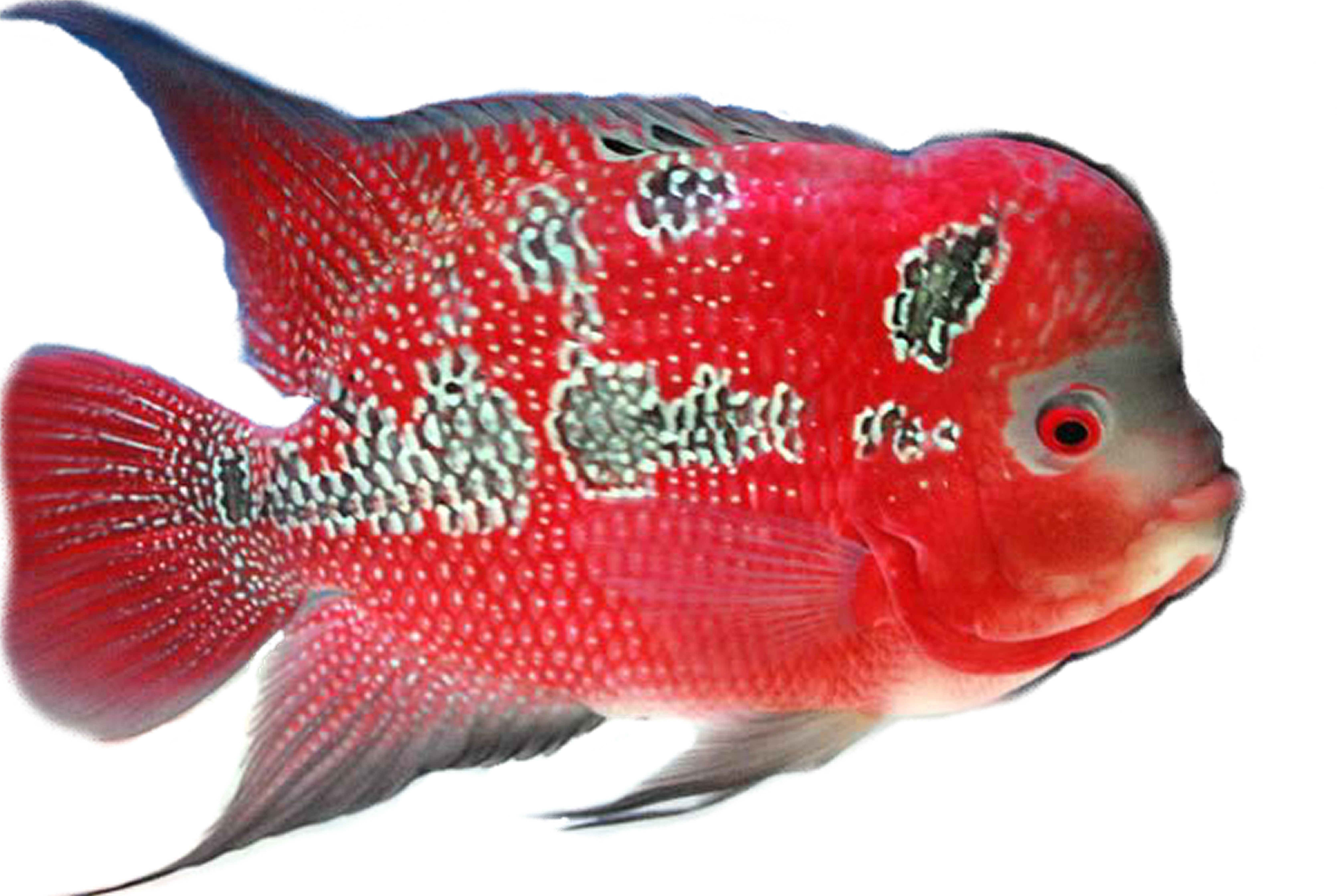 This Page Is Your Source For The Latest Phishing Attempts (7620x5507), Png Download