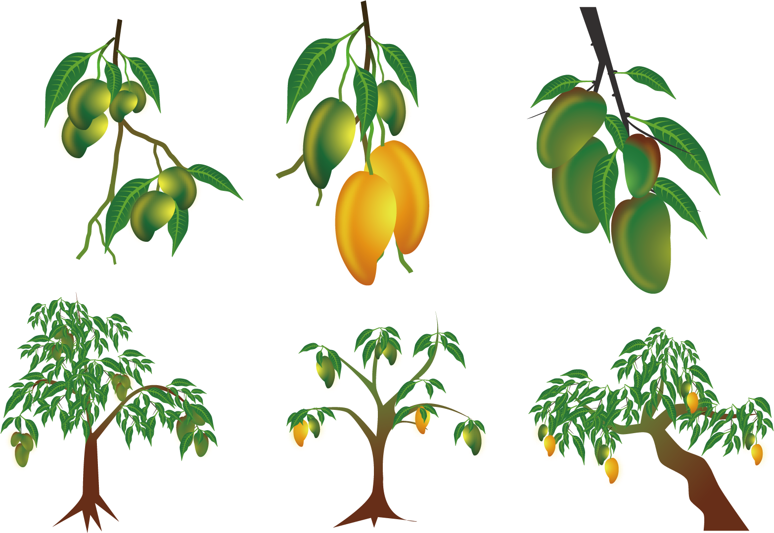Mango Euclidean Vector Clip Art - Mango Tree Vector (1667x1667), Png Download