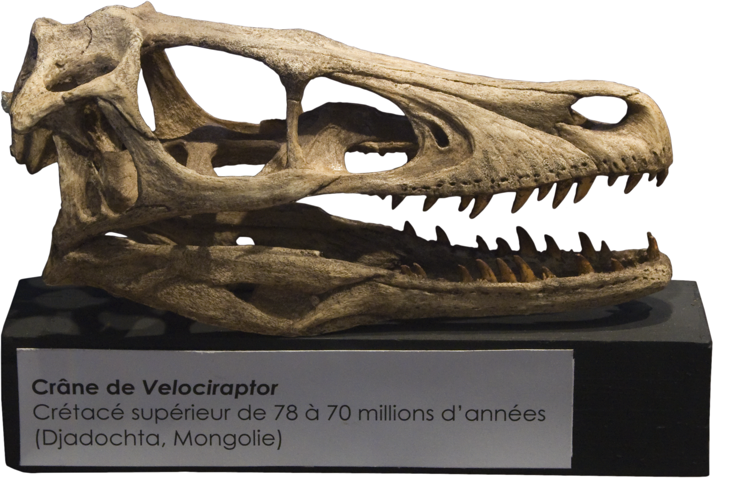Velociraptor Skull Crâne - Velociraptor Skull (2560x1920), Png Download