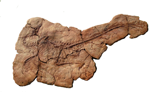 Velociraptor Skeleton For Sale At The Prehistoric Store - Velociraptor (529x320), Png Download