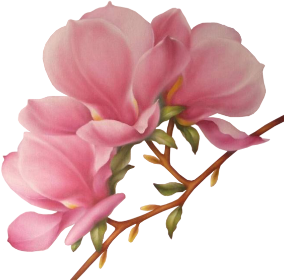 Branches Drawing Magnolia Flower - Drawing (600x594), Png Download