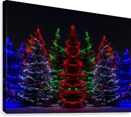 Colourful Christmas Lights Around Several Evergreen - Christmas Lights In Evergreen Trees (429x386), Png Download