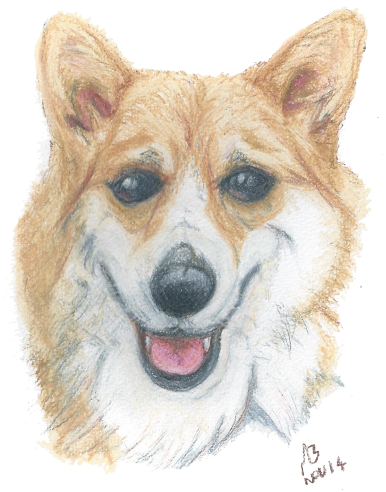 A Watercolour Pencil Drawing Of A Corgi - Drawing (600x728), Png Download