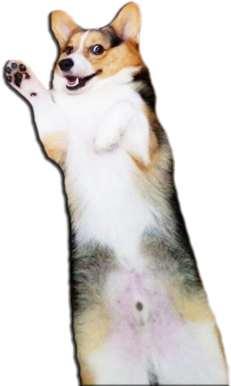 For Those Of You Who Might Enjoy A Creepy, Cheeky Corgi - Corgi Butt Transparent Background (454x750), Png Download