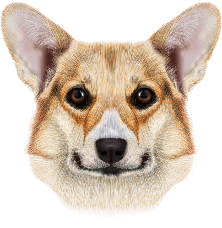 Pembroke Welsh Corgi Cardigan Welsh Corgi Pug Pomeranian (942x912), Png Download
