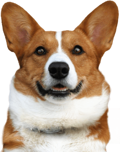 Search - Welsh Corgi (404x510), Png Download